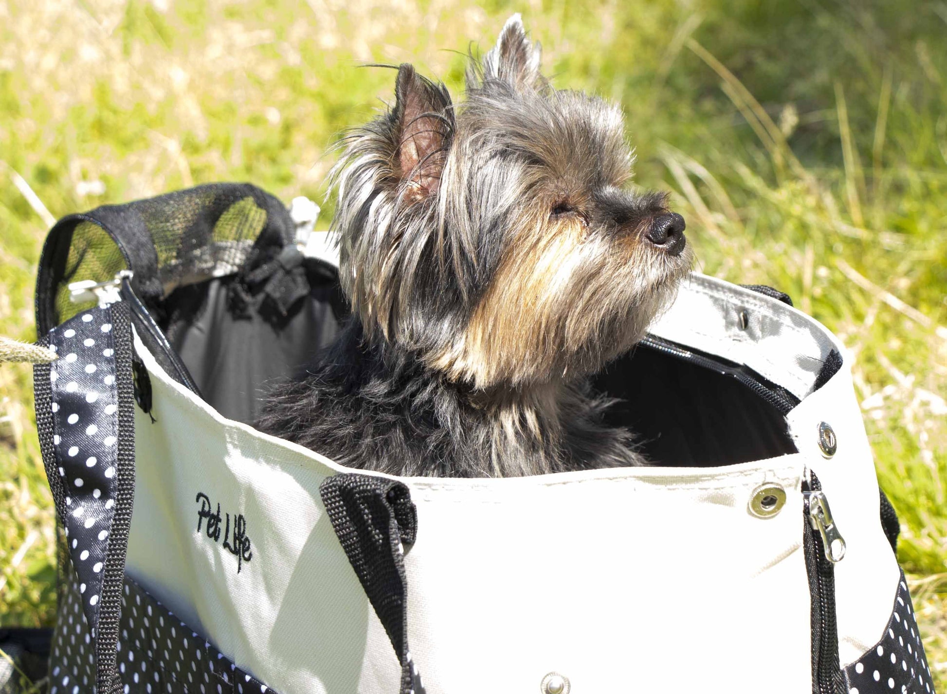 ® 'Tote N' Boater' Trendy Spotted Designer Fashion Travel Pet Dog Carrier